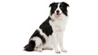 © STUDIOP - Black and white border collie dog sitting attentively, isolated on transparent background