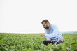 © Serhii - Indian farmer inspecting soybean crop in field