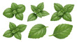 © kageyama - fresh green basil plants isolated on white background culinary use or herbal medicine imagery