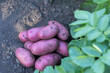 © Saeedatun - Long red potatoes gathered in the garden in autumn.