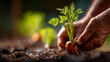 © Sajib - Close up of hands harvesting a fresh organic carrot from the garden soil with farm to table, planting