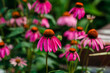 © Cavan Images - Vibrant pink echinacea flowers in a summer garden