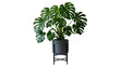 © Designer - Large green monstera plant in a modern dark grey pot with a metal stand isolated on transparent background