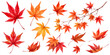 © DROP DESIGN STUDIO - 紅葉とモミジのイラストセット,水彩風のカエデ・枝付き・落ち葉・赤と黄色のグラデーション・もみじの葉、秋の行楽・紅葉狩り・和風デザイン販促POP素材、手描きボタニカルカットイラスト,ベクター