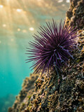 Purple sea urchin with sharp spines attached to a rocky underwater surface in sunlit ocean water