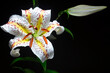 © sakai2132000 - ユリの花　クローズアップ