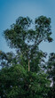 © Telkraf.id - Low-angle view looking up at a towering tropical forest tree filled with hundreds of hanging fruit bats (flying foxes) roosting in the canopy against a soft blue sky.