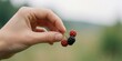 © MT - Woman holding fresh wild berries in hand outdoors, conceptual image of organic harvesting and healthy eating during summer season