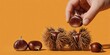 © MT - Fresh chestnuts in spiny burrs and peeled chestnut held by hand against an orange background representing autumn harvest and gourmet food