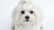 © kurnia - Expressive studio portrait of a delightful small white fluffy dog, a beloved companion, gazing intently