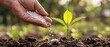 © Mustafa Kawa - Farmer hand applying fertilizer to a young plant in the soil