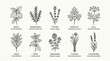© Doni - Set of hand drawn culinary herbs and aromatic plants with botanical names in a vintage sketch style.
