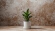 © TheWaterMeloonProjec - Potted Green Plant on a Rustic Brown Background in Natural Light