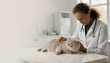 © Kymaka28 - Premium commercial veterinary healthcare advertising, caring veterinarian gently examining a senior British Shorthair cat with gray muzzle on a modern examination table, bright white veterinary clinic