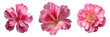 © Prince - Set of Close up of vibrant pink azalea flowers in full bloom with delicate petals covered in fresh morning dew on transparent png background. Ai generated