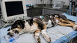 © Stock Studio - Sedated dog lying on operating table connected to vital signs monitoring equipment during veterinary procedure with while connected medical lying surgical