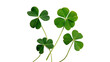 © Hanna - Green four leaf clover stems bringing good luck and fortune for celebration isolated on transparent background