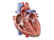 © kulpie - Detailed Human Heart Anatomy Cross Section
