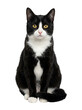 © Photo Find - Black and white cat portrait isolated on transparent background