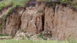 © schankz - Exposed soil cliff with green vegetation atop