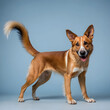 © Pixel-Shot - Happy brown and white dog standing with tail up, pet care and animal companionship concept, studio shot