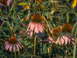 © Donald - Macro photo of lovely purple coneflower blossoms blooming in a green summer garden outdoors
