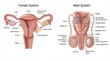 © Subarna - Detailed human reproductive system diagram. Medical educational illustration showing female and male reproductive organs.