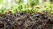 © AIRina - Coniferous forest soil with mycorrhizal network and roots exposed