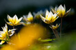 © Zelma - Dreamy Botanical Tulips Surrounded By Soft Golden Bokeh