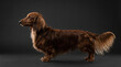 © Zaff Galery - Beautiful Long Haired Dachshund Dog Standing Profile on Dark Background