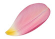 © ALIP STOCK - A single delicate soft pink flower petal with a small yellow base isolated for your design isolated on transparent background