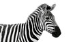 © Clementine - Zebra head and shoulder black and white stripes