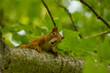 © in_colors - Close-up of a Eurasian red squirrel vocalizing on a tree branch while looking directly at the camera
