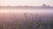 © loxia stock image - Dreamy landscape of purple wildflowers blooming in a serene meadow blanketed by soft morning mist during a tranquil sunrise in early spring