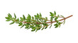© Isolated_png - Fresh thyme herb sprig with small green leaves on twig isolated on transparent png.