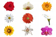 © Farhana - Collection of Nine Colorful Floral Blossoms in a Grid Pattern