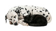 © ELAH JOSS - A friendly dalmatian dog and a black cat sleeping peacefully together, captured in a close-up studio shot with a white background, conveying a warm and harmonious mood.