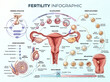 © Harsh - Detailed fertility infographic displaying the human reproductive system stages including hormonal regulation and egg development processes for medical educational purposes