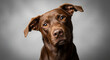 © Putra - Adorable brown dog tilts head inquisitively, studio portrait, expressive eyes