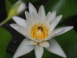 © Oni Mark - A front-view photograph of a white lotus flower against a green background