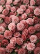 © Imam Muaziz - A beautiful background of many blooming pink camellia flowers in a garden.
