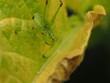 © Fede - Macro de un saltamontes verde (ninfa de Tettigoniidae) sobre una hoja. Detalle de naturaleza, fauna silvestre y biodiversidad.