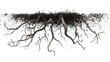 © Svetlana - Tree roots exposed spreading across soil cross section