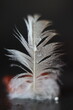 © Mateusz - A delicate feather, adorned with sparkling water droplets, rests on a dark, reflective surface. The soft, downy base contrasts with the intricate barbs above