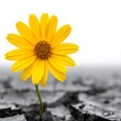 © Petrikcs90 - Bright yellow daisy flower blooming in winter snow.