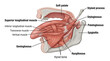 © Juragancuan - Anatomical illustration of human tongue muscles showing extrinsic and intrinsic muscle groups