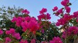 © RiyanBudi - Blooming magenta bougainvillea flowers with green foliage, natural branches, and a bright blue sky background. A striking view of tropical flowers.