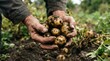 © MDPIYASISLAM - Farmer holding freshly harvested organic potatoes from soil during autumn seasonal vegetable gathering work in field with against blurred background