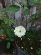 © Tolah - shows a white rose in full bloom. The flower has many soft, delicate petals with a slightly yellowish center and visible stamens. The leaves are green,