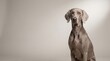 © zahidzahran - A majestic silver-grey Weimaraner dog sits attentively in a bright studio setting, looking directly at the camera with a calm expression.